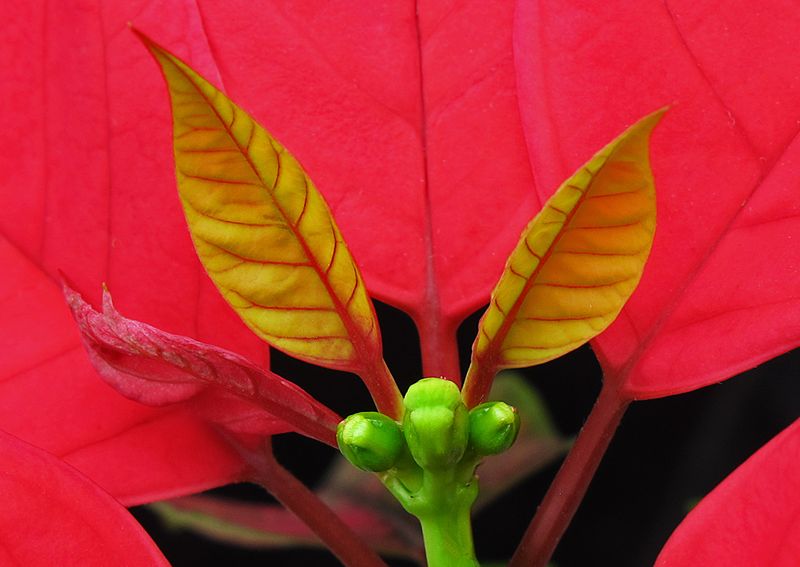 Poinsettia---10