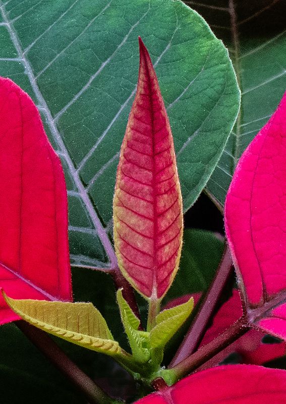 Poinsettia---New-Growth