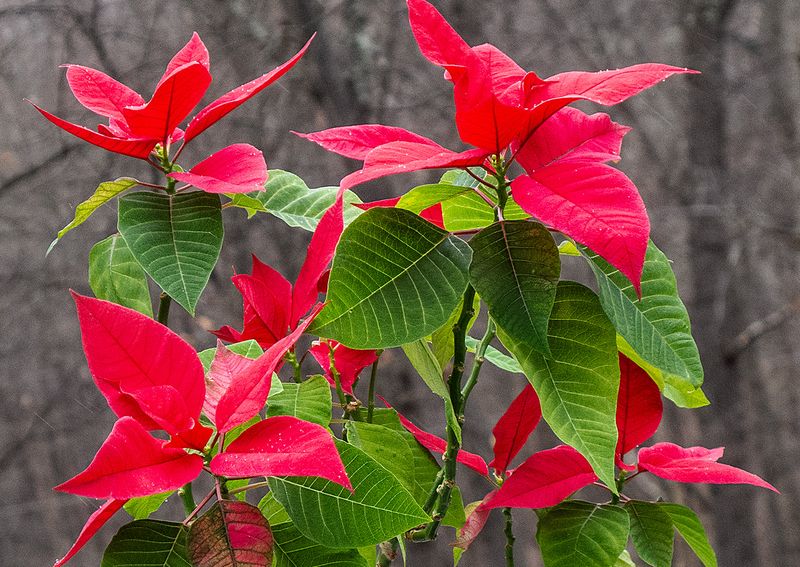 Poinsettia---5