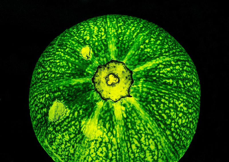 Zucchini---2