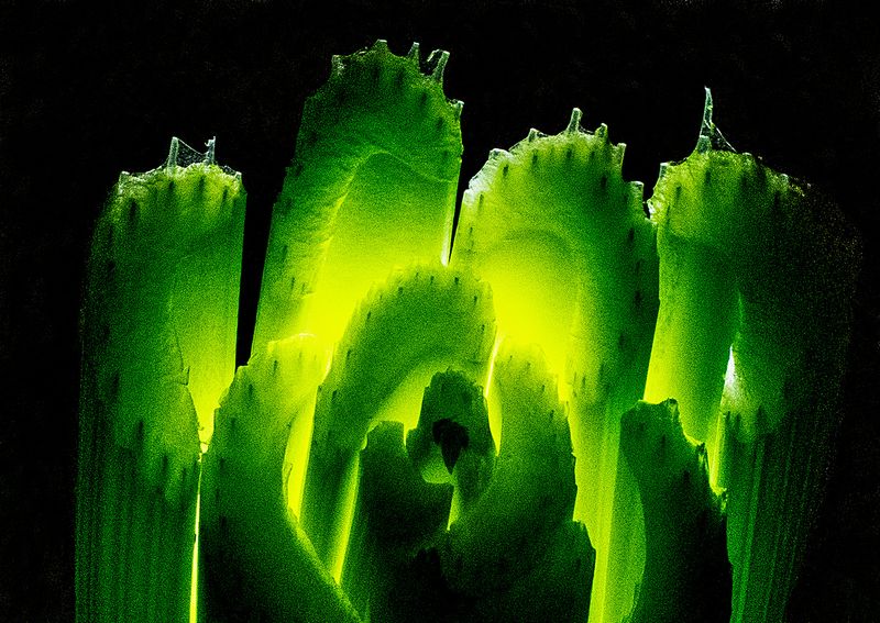 Celery---2---Backlit