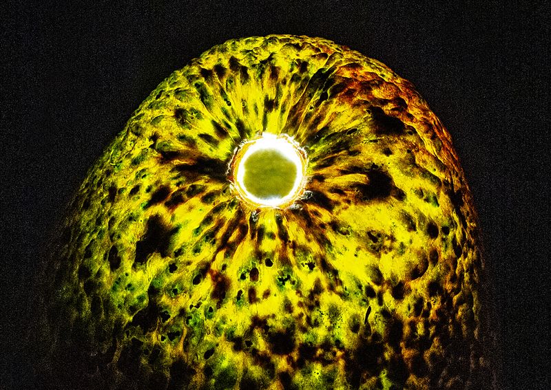 Avocado---2