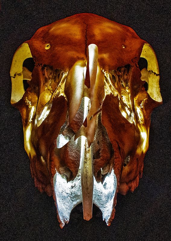 Deer-Skull---Backlit