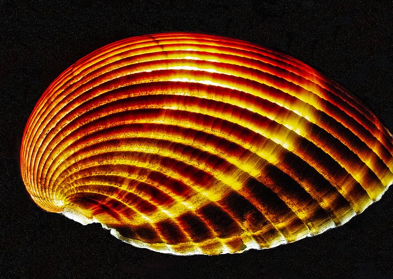 Cockle-Shell---Backlit