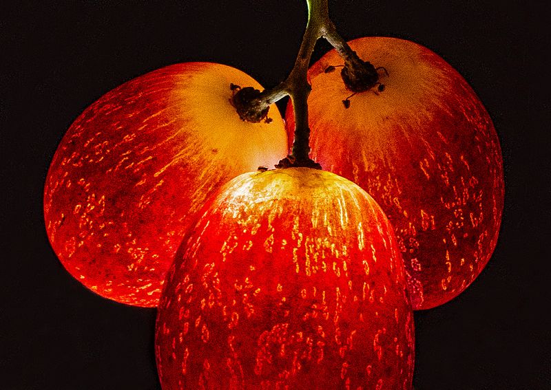 Red Grapes---Backlit