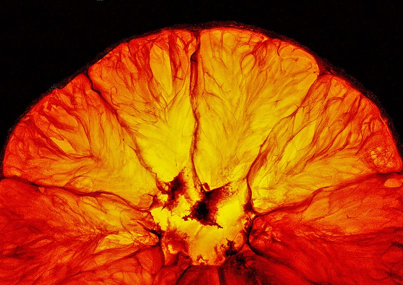 Orange---Backlit