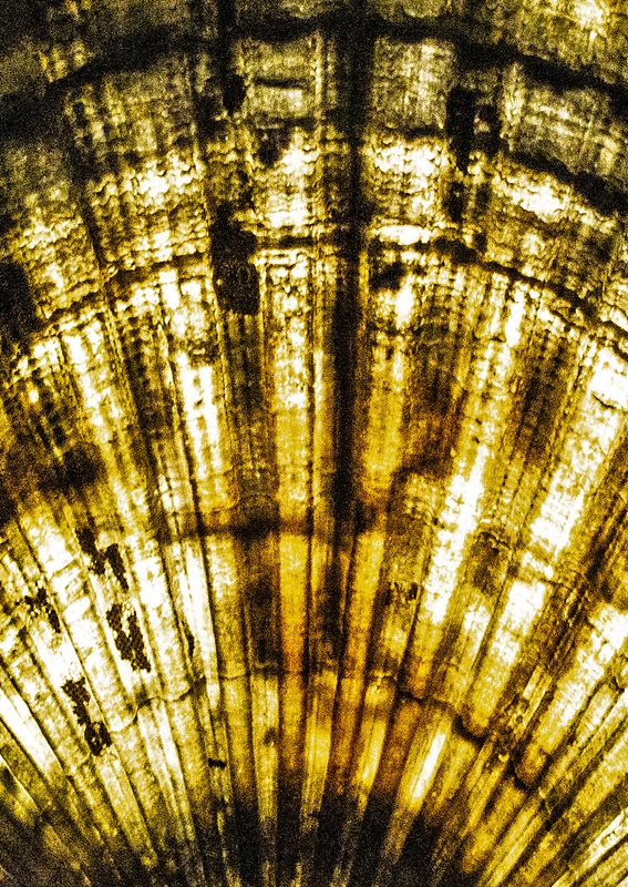 Scallop-Shell-Detail---Backlit