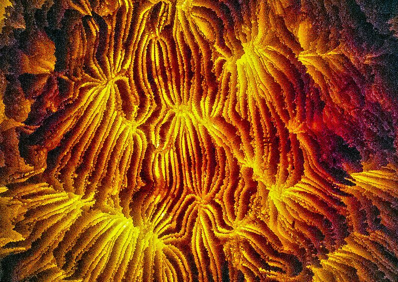 Coral--2---Backlit