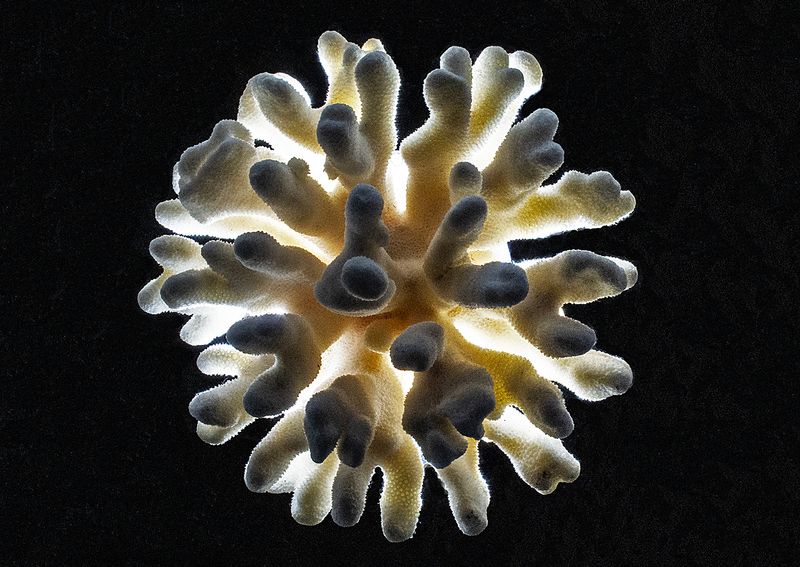 Coral---5-(Backlit)