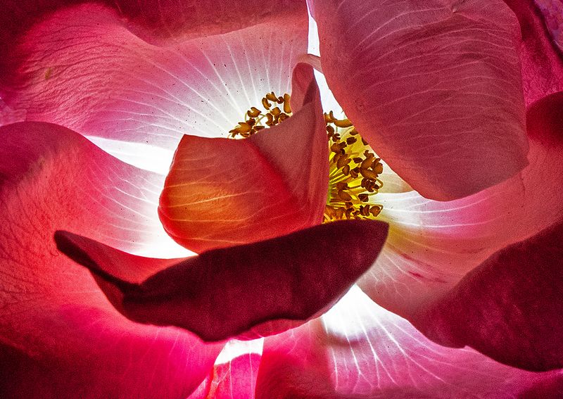 Rose---1
