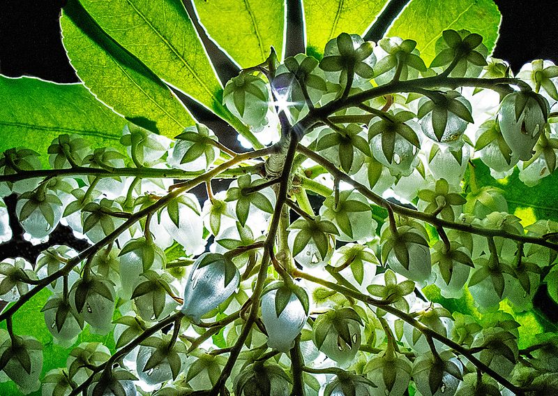 Pieris-japonica---Backlit---2