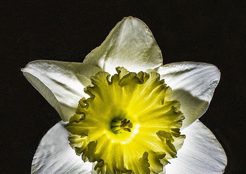 Daffodil-2024a
