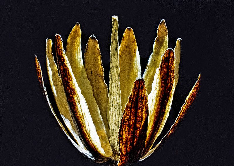 Tulip-Poplar-Seedhead---Backlit