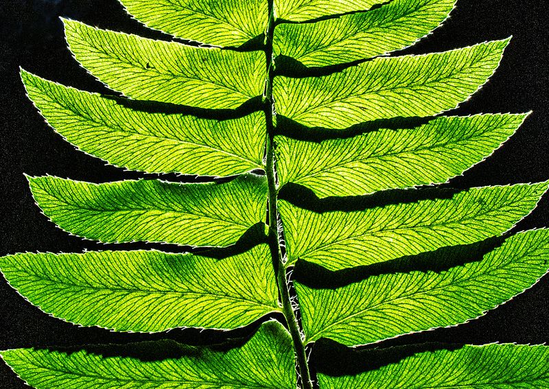 Fern---2-(Backlit)