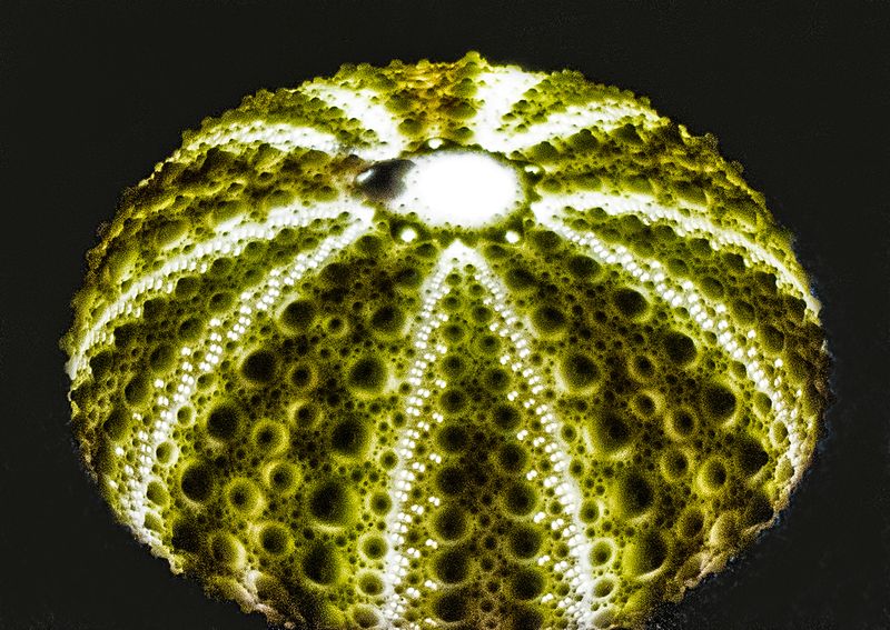 Sea-Urchin.jpg