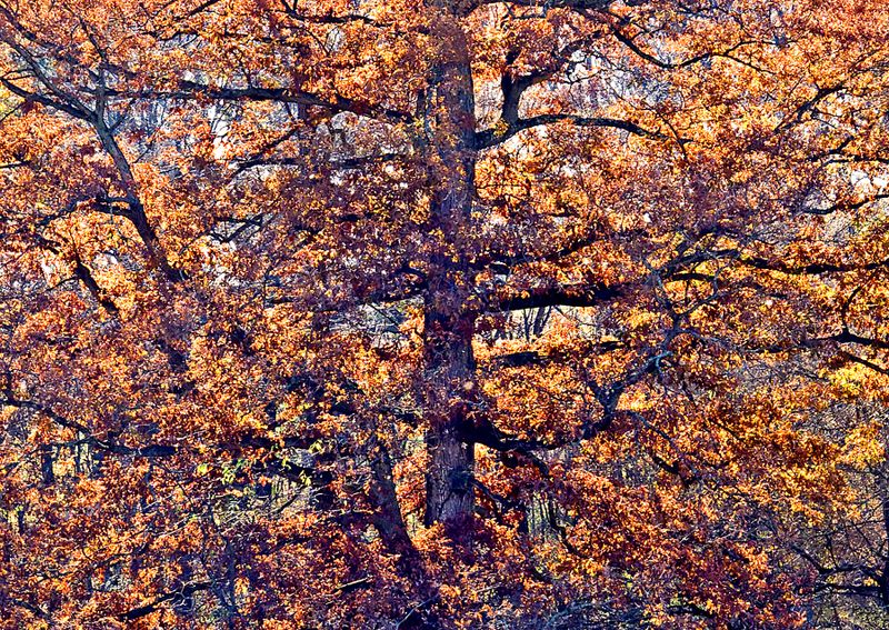 Backlit-Tree----Orange
