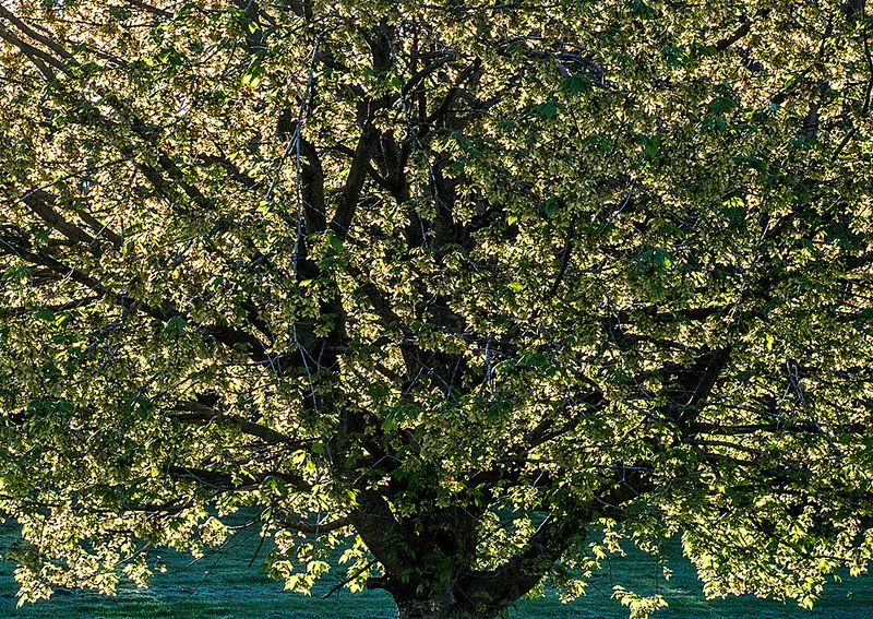 Backlit-Tree---2