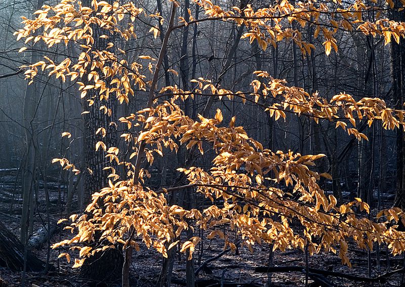 Backlit-Leaves---Winter-Mist
