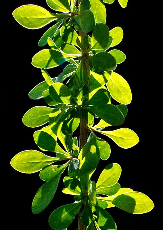 Backlit-Brier