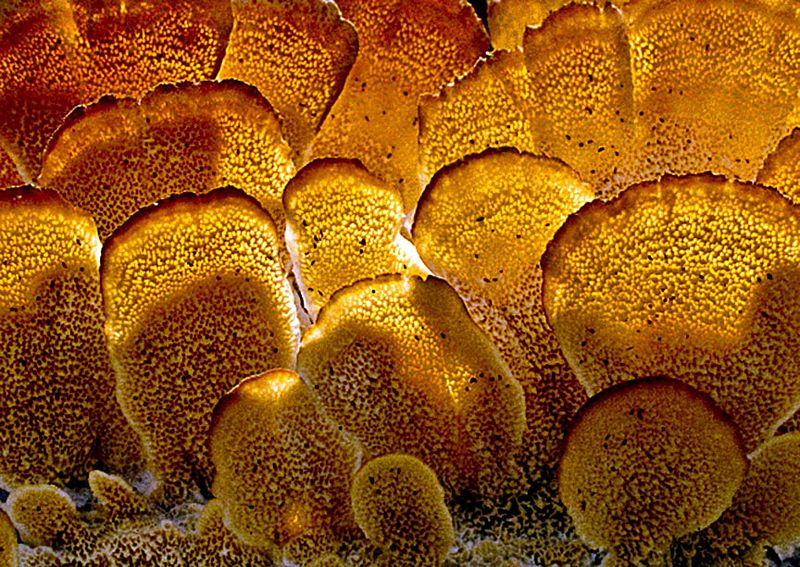 Backlit-Fungi