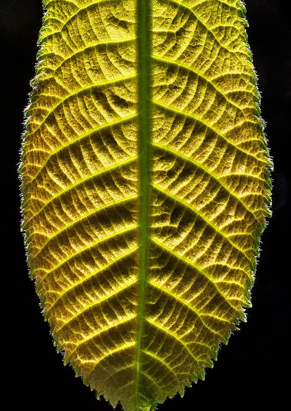 Backlit-Leaf