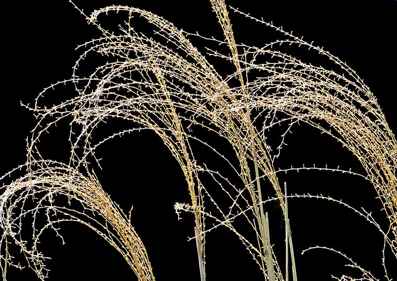 Backlit-Weeds---2