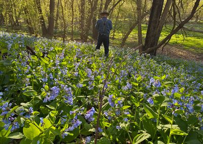 W-Shooting-Bluebells