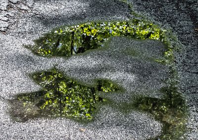 Roadwater Reflections - 22