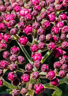 Japanese-Spirea