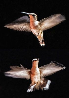 Hummingbirds-2023 (blended image)