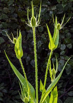 OTHER BOTANICALS by WARREN KRUPSAW