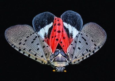Spotted-Lanternfly