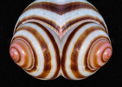 g13/53/827553/3/174056550.4d3d61f2.JPEG