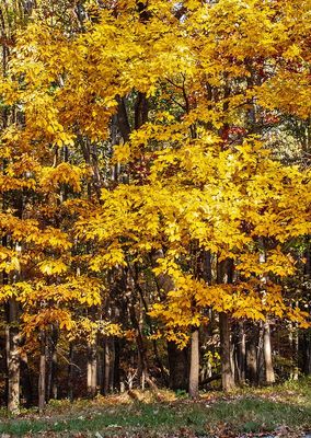 Yellow-Leaved-Trees