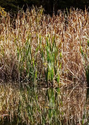 Pond Cat-tails