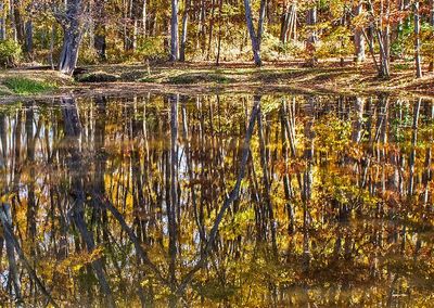 Local-Pond---Fall