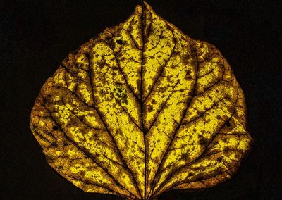 Backlit-Leaf