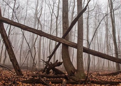 Trees-in-Fog