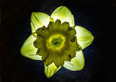 Daffodil-2024b