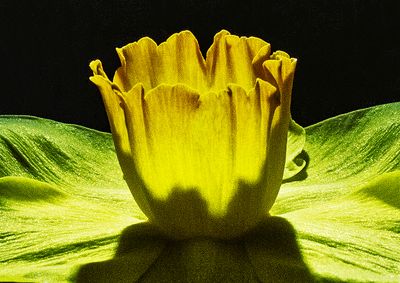 Daffodil