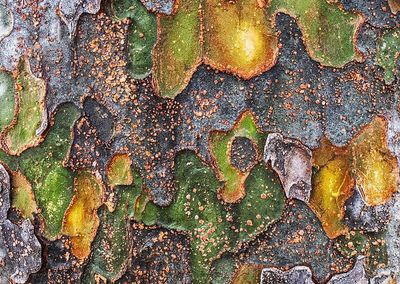 Chinese-Elm-Bark---3
