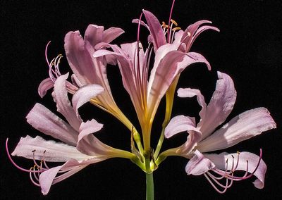 Naked-Lady-Lily