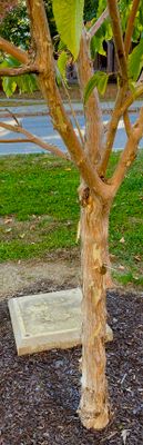 IMG_0559.jpeg