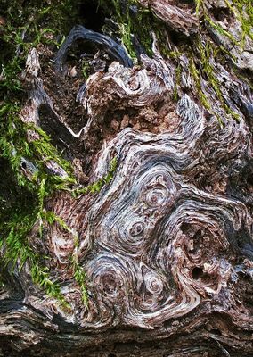 Wood-Detail