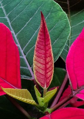 Poinsettia---New-Growth