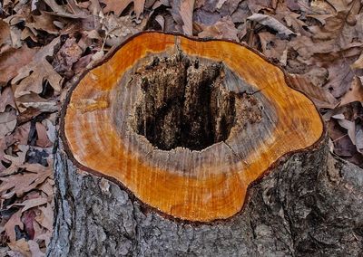 Cut-Stump