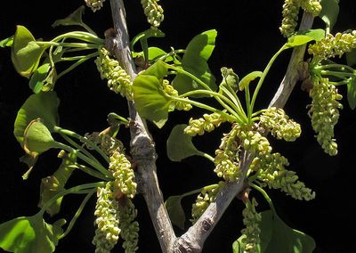 Ginko-Biloba---New-Growth
