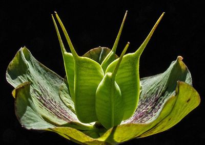 Lenten-Rose---2