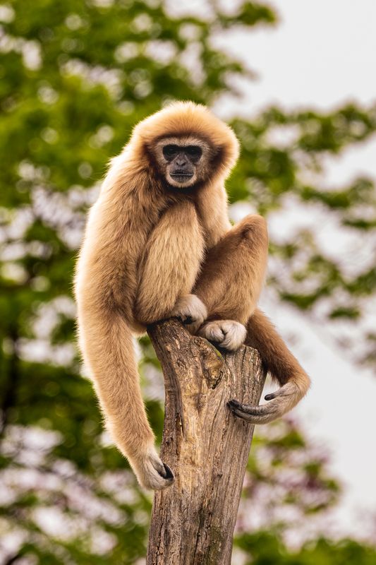 Gibbon.