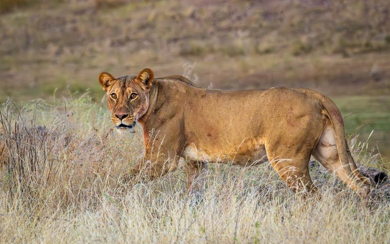 Lioness leading her two cubs